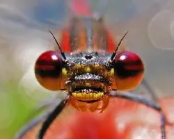 Pyrrhosoma nymphula
