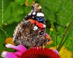 Vanessa atalanta