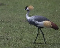 Gruya coronada