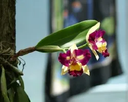 Orquidea