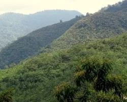 Montes de purisil 