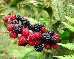 Rubus fruticosus
