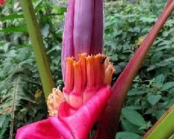 Musa velutina