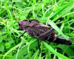 Langosta