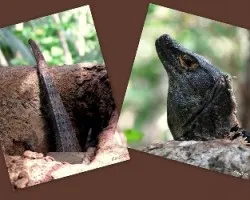 Garrobo escondido