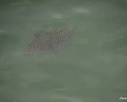Aetobatus narinari