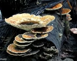 Hongos Costeros