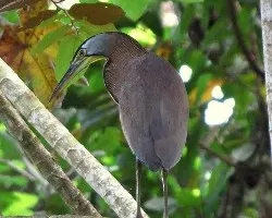 Tigrisoma mexicanum