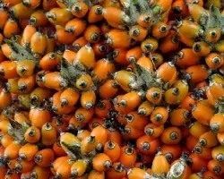 Frutos de palmera