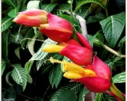 Sanchezia speciosa