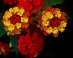 Flores
