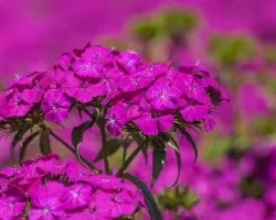 Dianthus deltoides