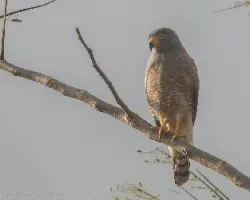 Buteo magnirostris