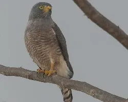 Buteo magnirostris