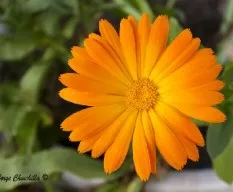 Calendula officinalis