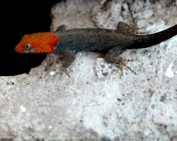 Gonatodes albogularis