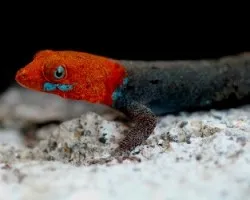 Gonatodes albogularis