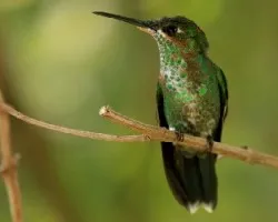 Heliodoxa jacula