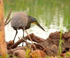 Tigrisoma mexicanum