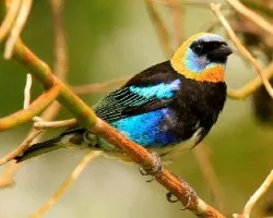 Tangara larvata