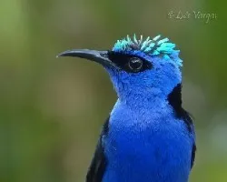Coloresx