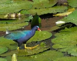 Porphyrio martinica