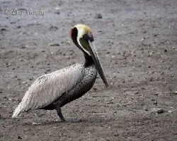 Pelecanus occidentalis