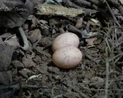 Nyctidromus albicollis