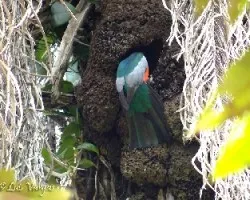 Trogon massena