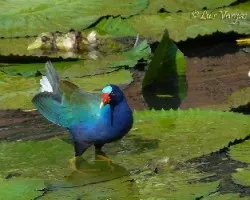 Porphyrio martinica