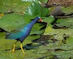 Porphyrio martinica