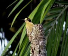Melanerpes chrysauchen
