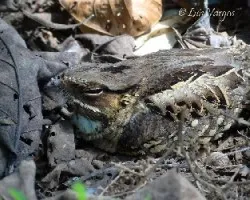 Nyctidromus albicollis
