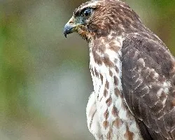 Buteo platypterus