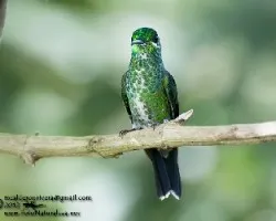 Heliodoxa jacula