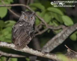 Megascops cooperi