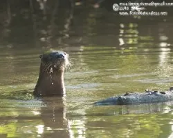 Lontra longicaudis