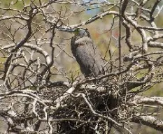 Tigrisoma mexicanum