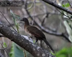 Ortalis cinereiceps