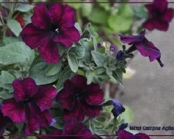 Bellas flores