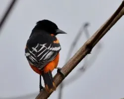 Icterus galbula