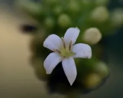 Flor blanca