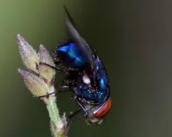 Mosca