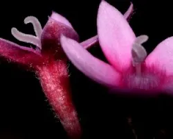 Mariposa