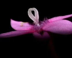 Mariposa