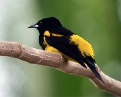 Icterus prosthemelas