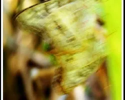Mariposa amor