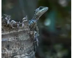 Basilisco