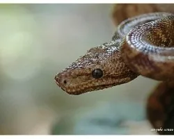 Desconocido