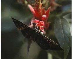 Eurybia lycisca  